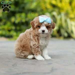 Dolly, Cavapoo Puppy
